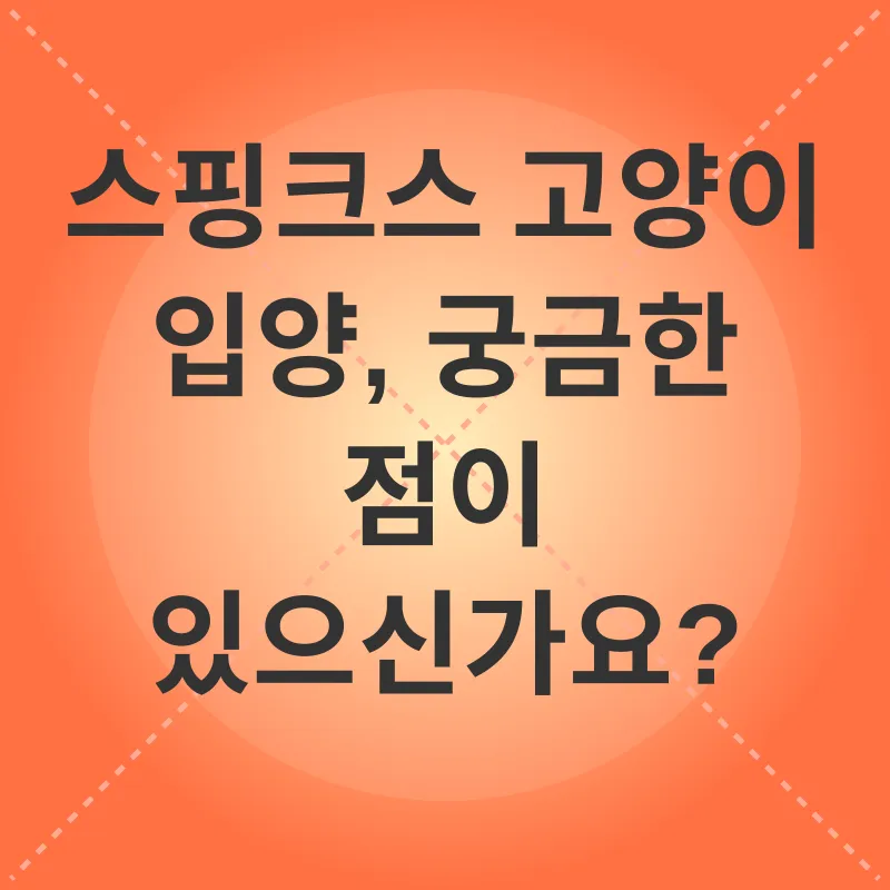 스핑크스 고양이 입양_4