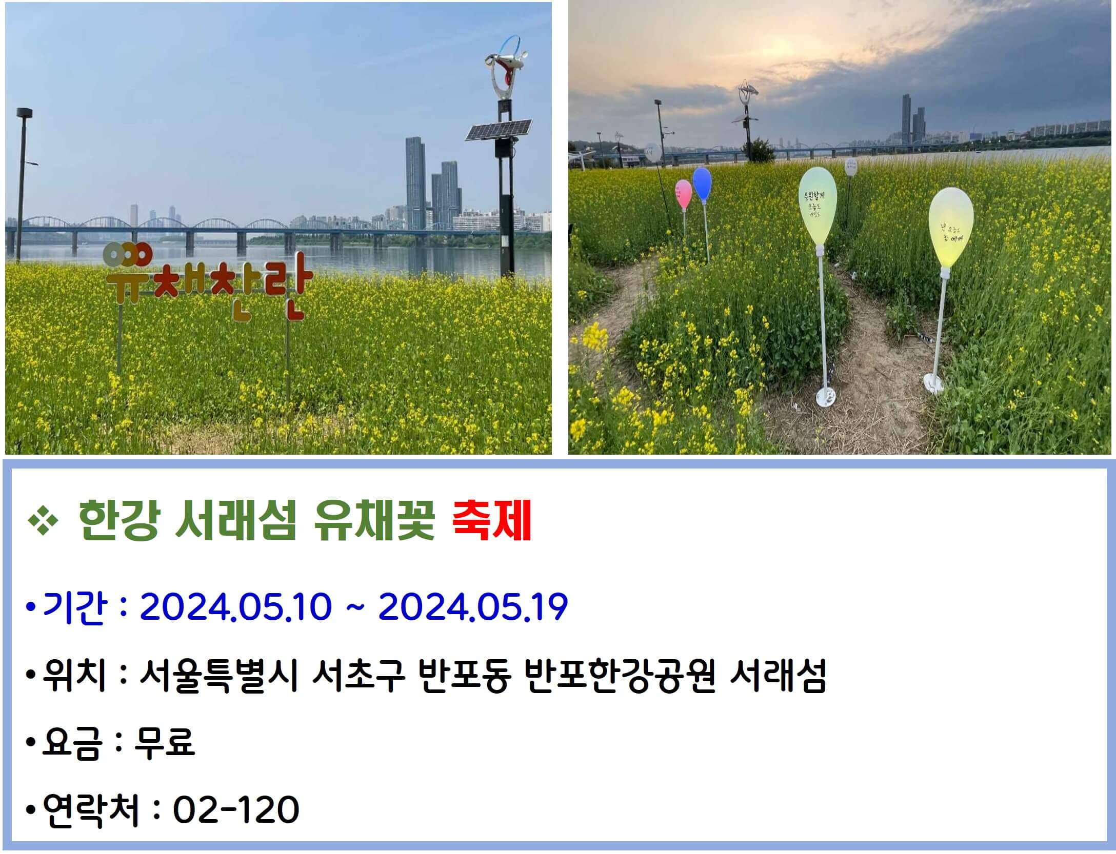 한강 서래섬 유채꽃 축제