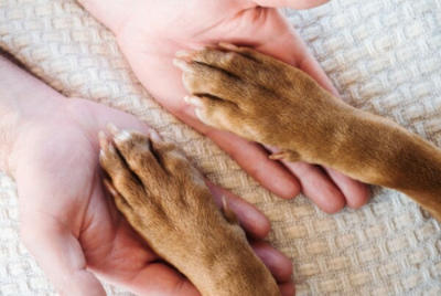 강아지와 사람이 서로 손을 마주잡은 사진