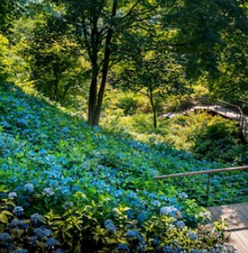 화담숲 예약: 한국의 고요한 수목원을 방문하는 방법&amp;#44; 입장료&amp;#44; 그리고 계절별 팁