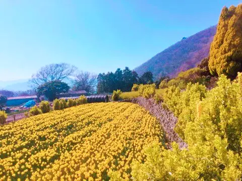 거제도 가볼만한 곳 관광지 매미성, 공곶이 수목원, 내촐 유채꽃밭, 학동흑진주몽돌해수욕장, 케이블카 여행 정보