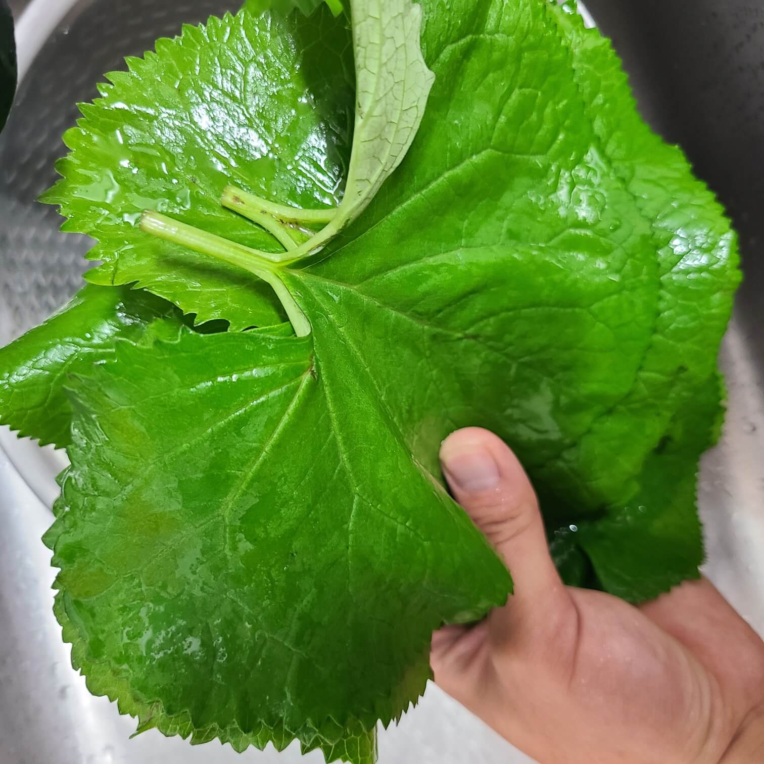 곰취먹는법