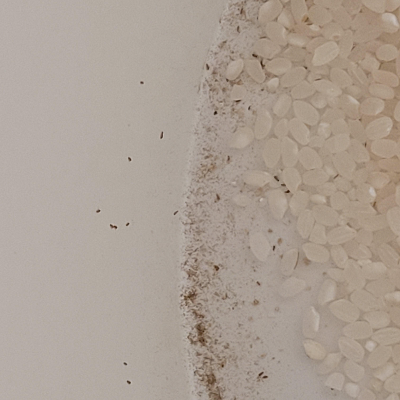 쌀벌레 없애는법과 생기는 이유