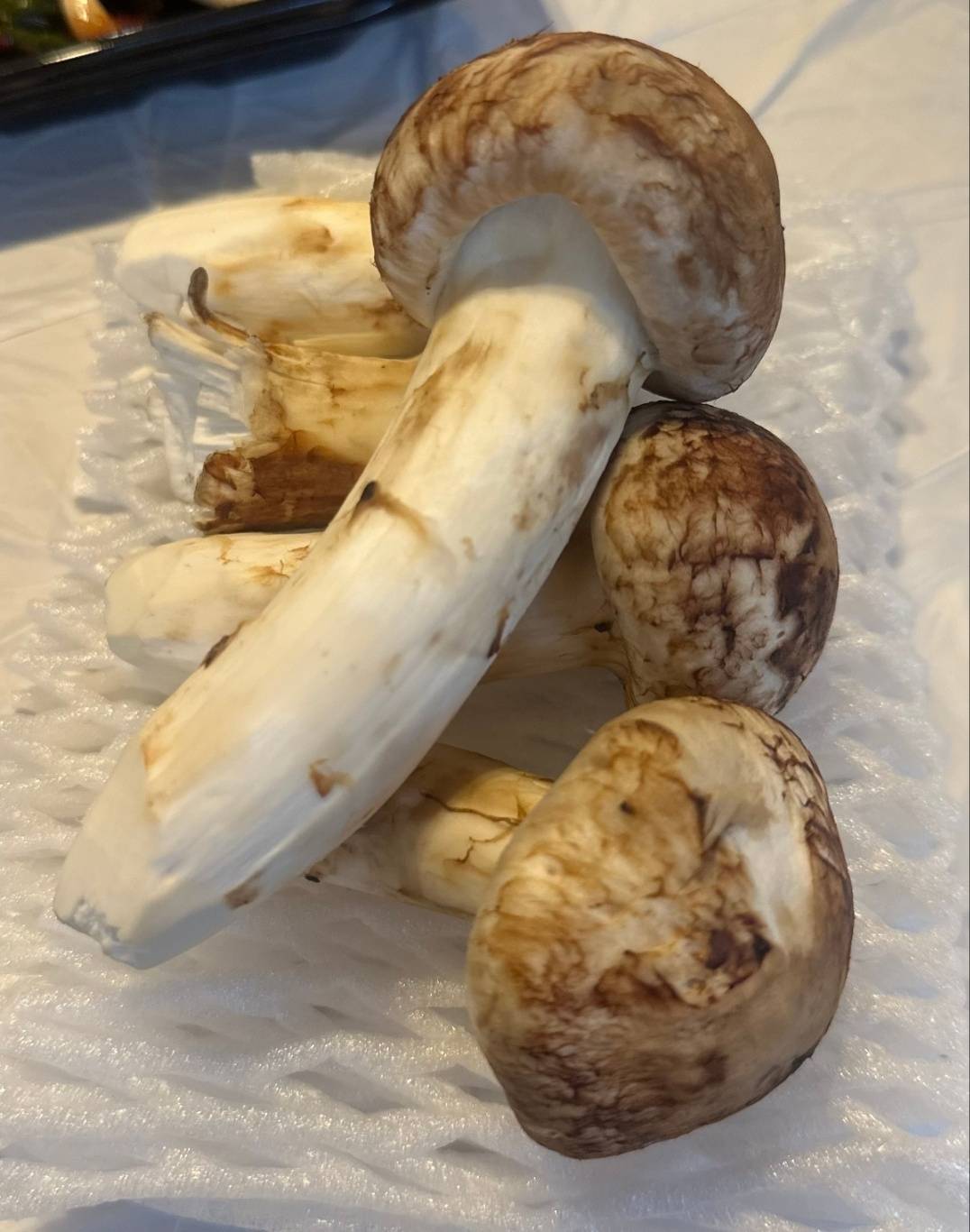 자연산 송이버섯 보관법 완벽정리|향과 식감 그대로 오래 보관하는 비결