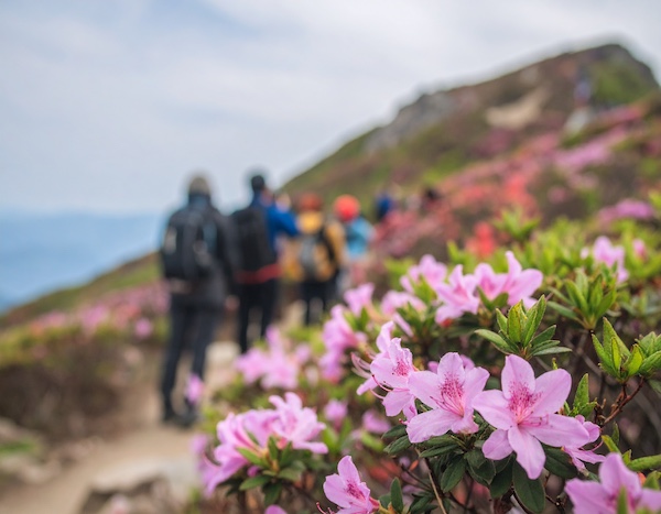 황매산철쭉축제 철쭉군락 능선 트레킹 코스
