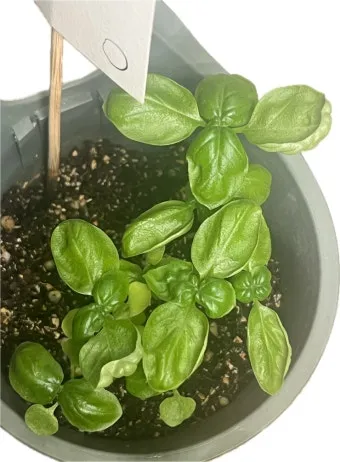 바질 키우기 물주기 수확시기 가지치기 향 유지 실내 허브 가이드_3