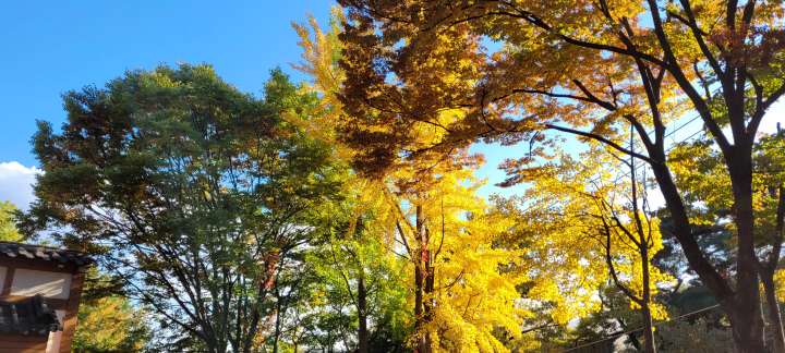 길상사 가을 단풍