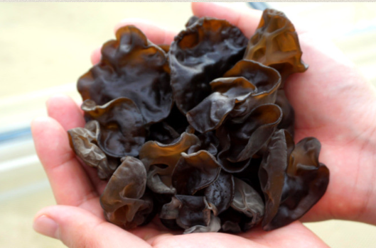 긍정농부차씨 목이버섯