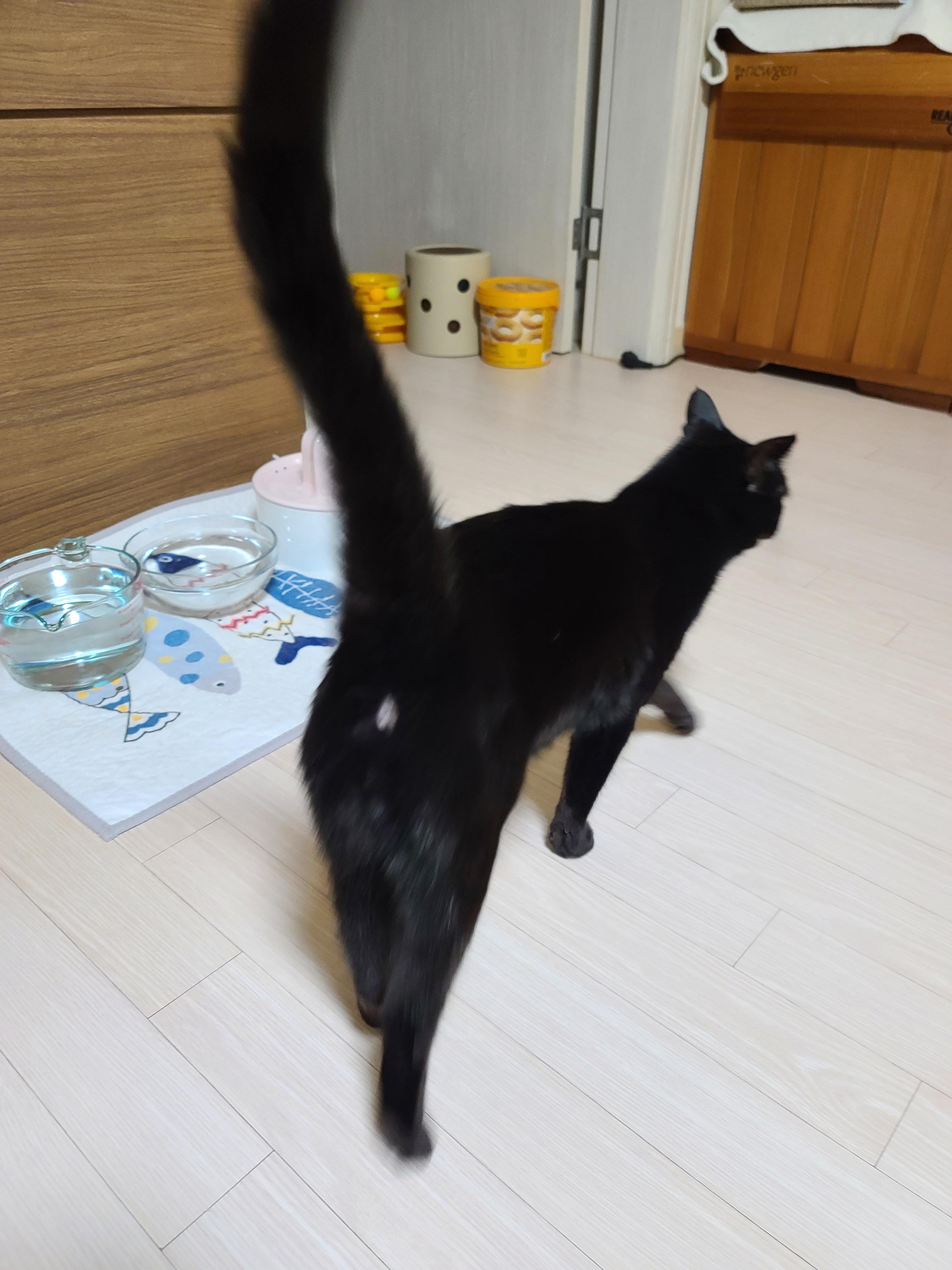 내가 사랑하는 연어초밥, 연어스시!! 랑..고양이들.