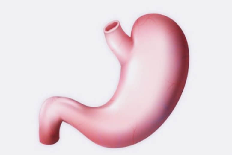 건강한-위장-해부도