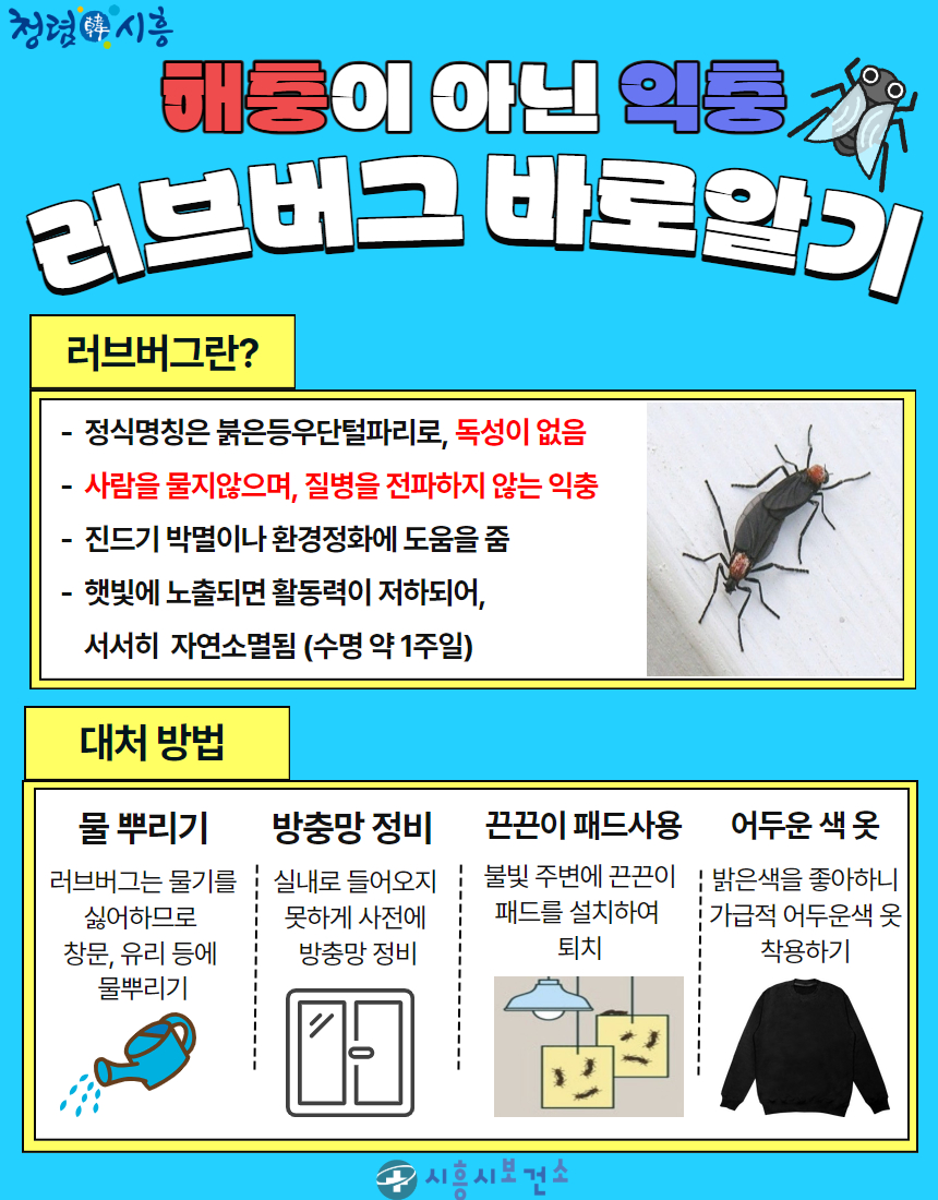 러브버그 출몰시기 및 퇴치방법
