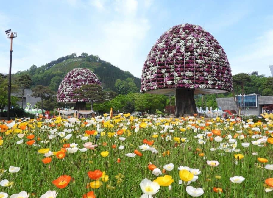 전남 함평 나비 축제