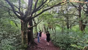 제주 비자림 숲속 산책로 여름 피서지 추천 장소_22