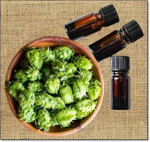 홉 열매와 테르펜