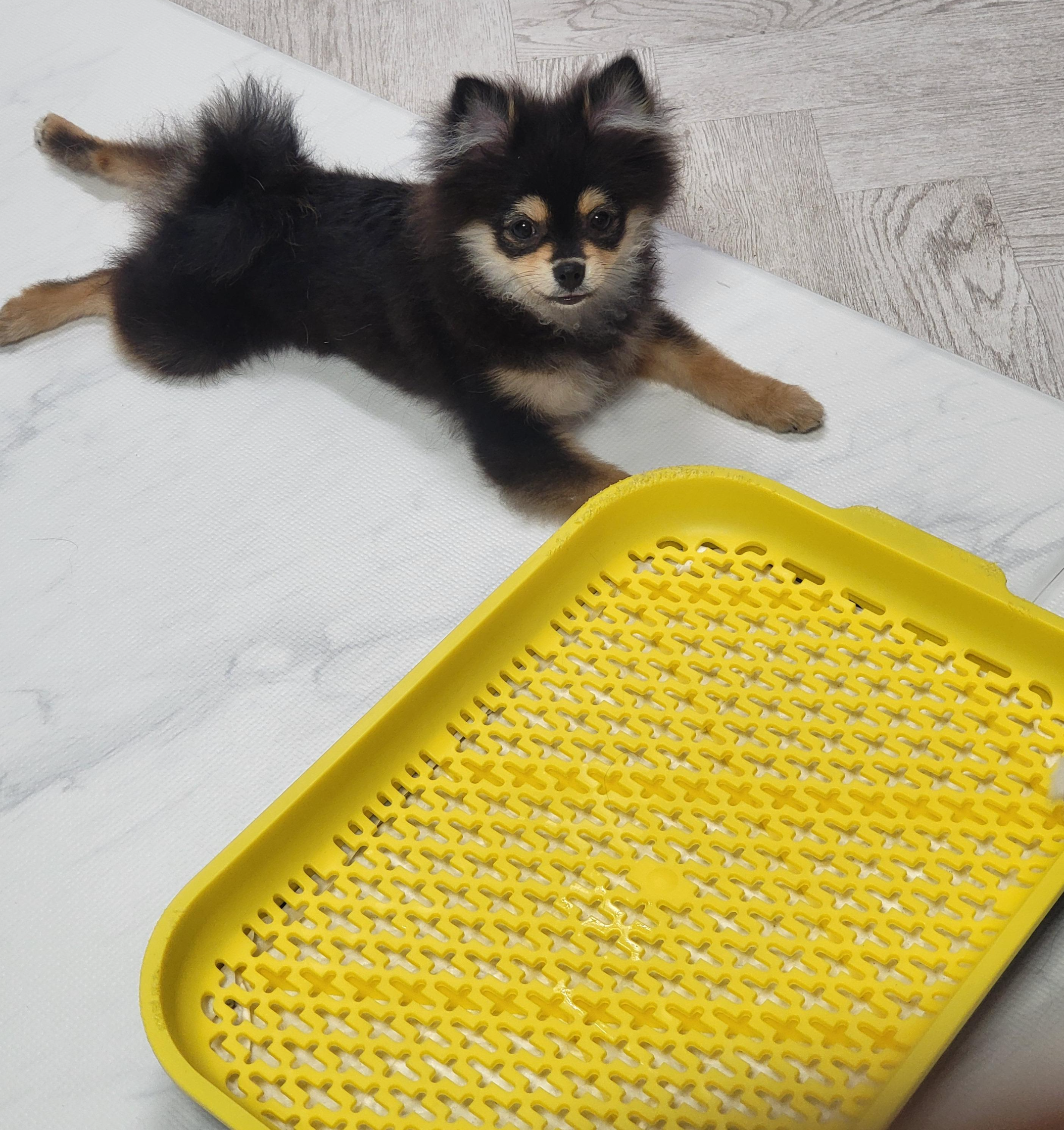 엎드려 있는 달콩