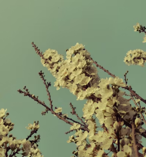 2026 벚꽃 추천 장소 지역별 완벽 정리