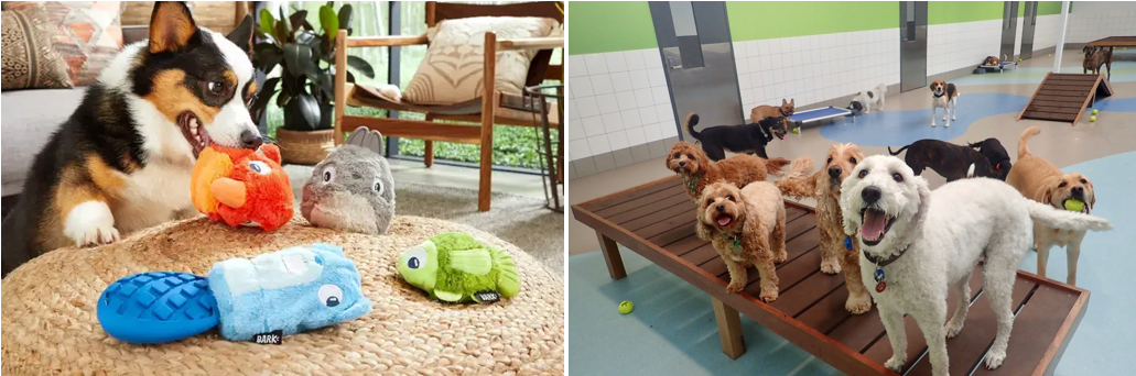 여름철 강아지 장난감 & 실내놀이 이미지