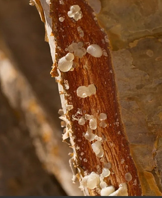 유향 추출 사진