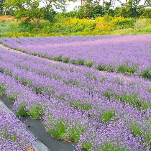 고창 가볼만한곳 베스트10