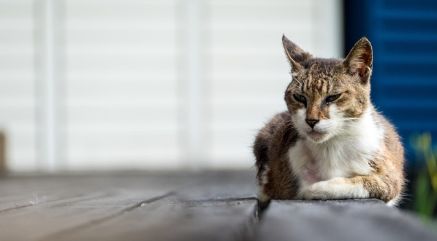 나무 바닥에 엎드려 있는 늙은 고양이.