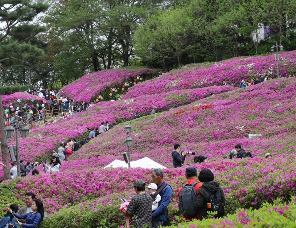 2026 군포 철쭉축제 가는 법 무료주차장 가볼만한곳 TOP 03