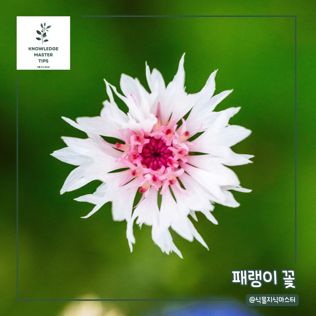 추위에 강한 식물, 석죽