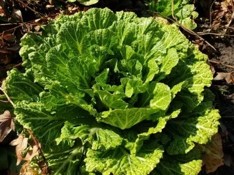 봄 텃밭 준비 토양 갈기 석회 퇴비 잡초 씨 제거_25