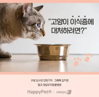 고양이 이식증 원인, 치료 방법, 주의 사항_30