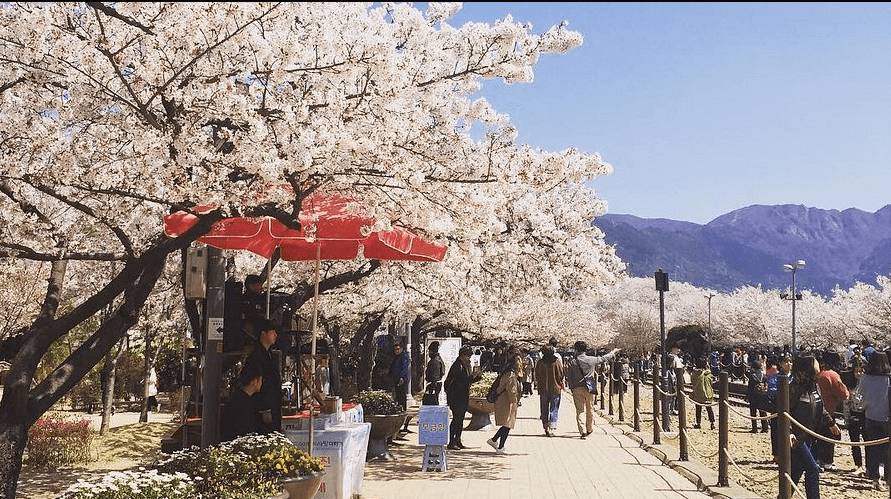 2025년 진해 군항제 벚꽃축제 관련사진