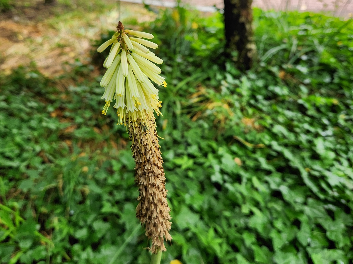 트리토마