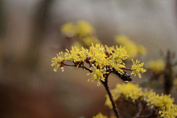 구례 산수유 꽃축제2