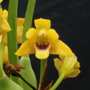 막실라리아 분갈이5