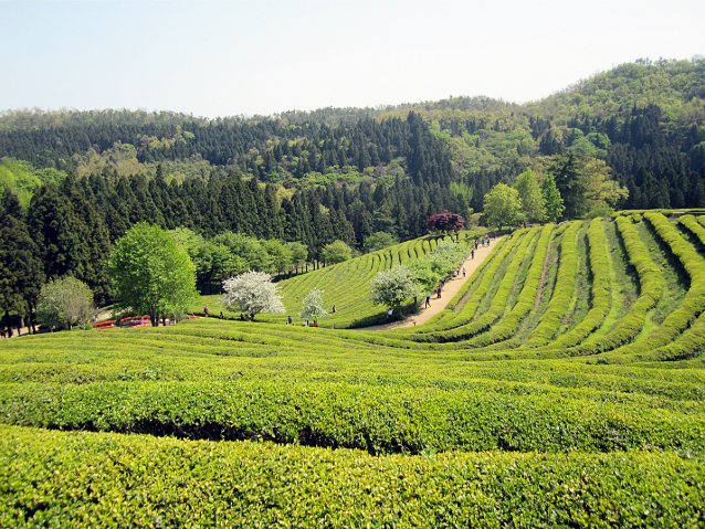 보성 생활비 상세표(1~4인)— 실제 정착자의 소비 패턴을 기준으로 계산한 “현실 생활비 구조”