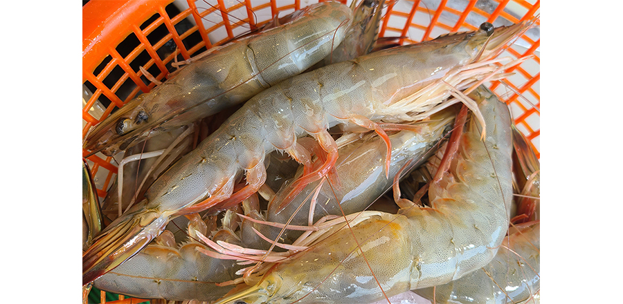 가을 축제 : 가을 여행