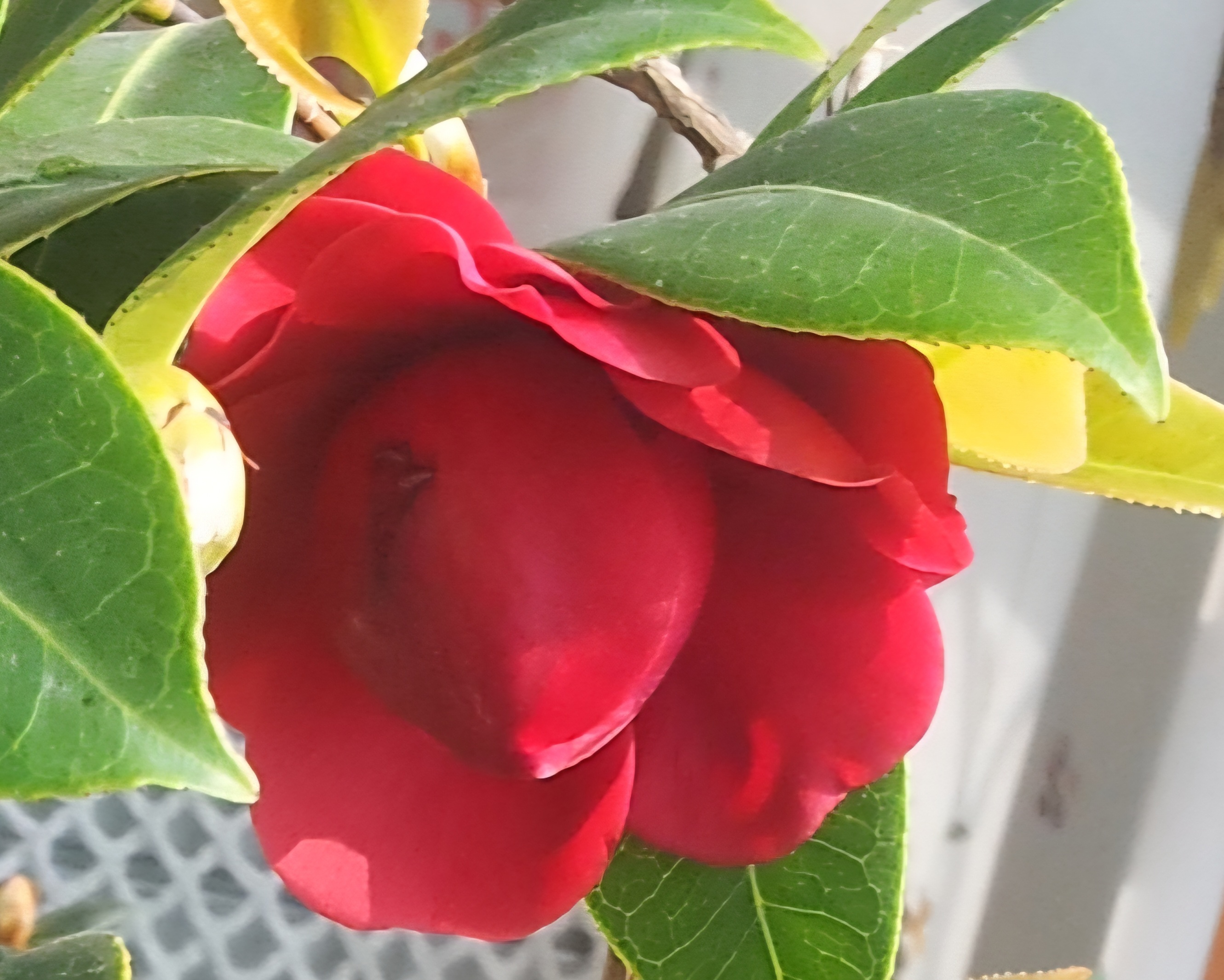 붉은 꽃잎이 매혹적인 동백꽃