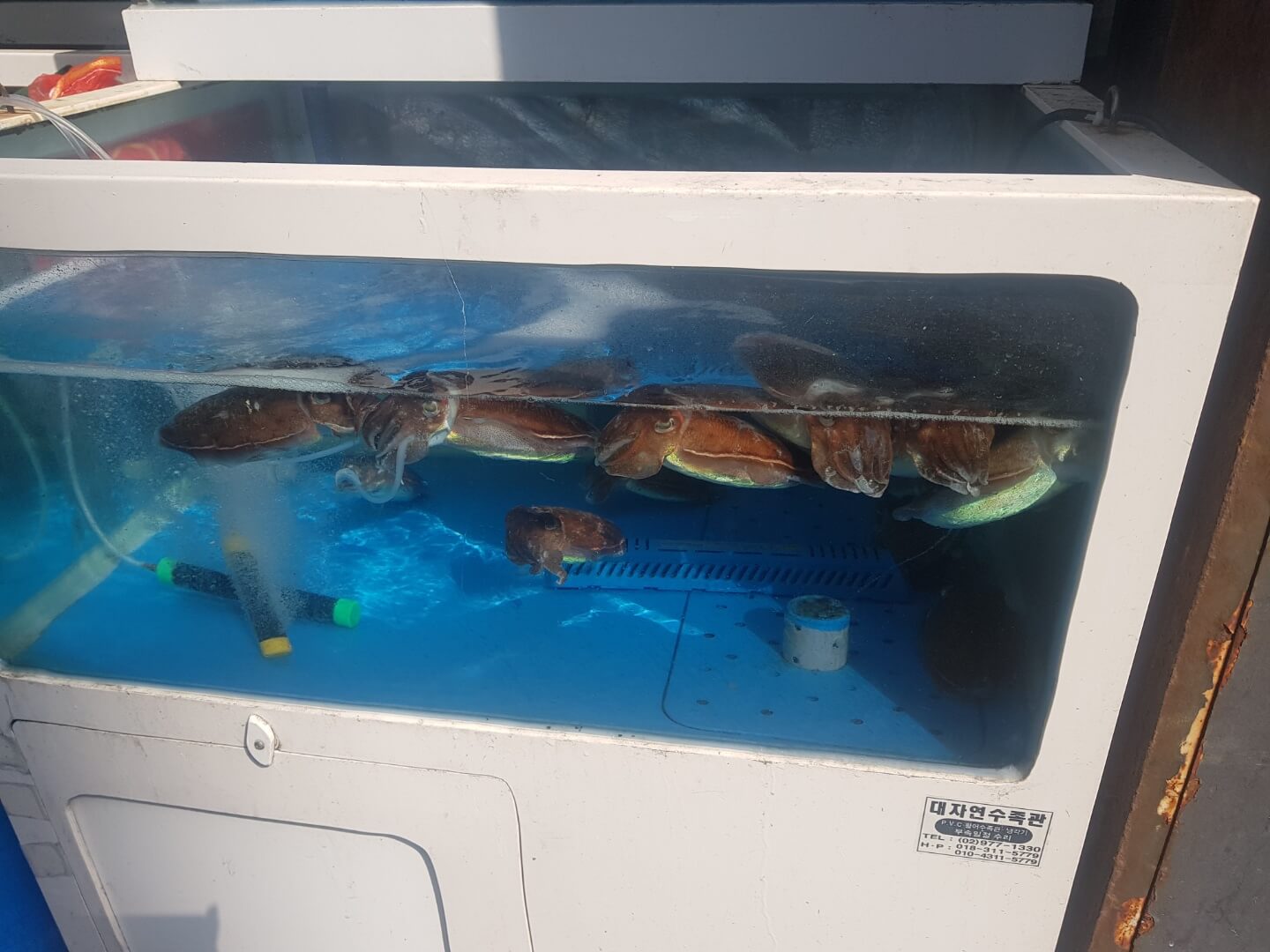 강동구 천호 맛집 오징어 참치 리뷰 가성비 회 맛집