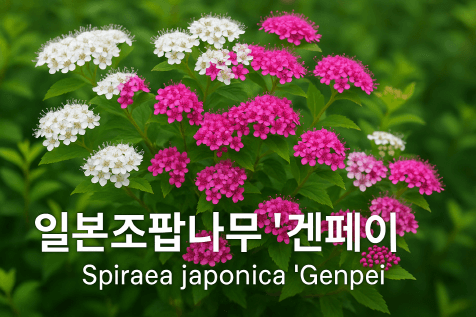 시선을 사로잡는 컬러 관목, 겐페이 조팝 활용법 총정리