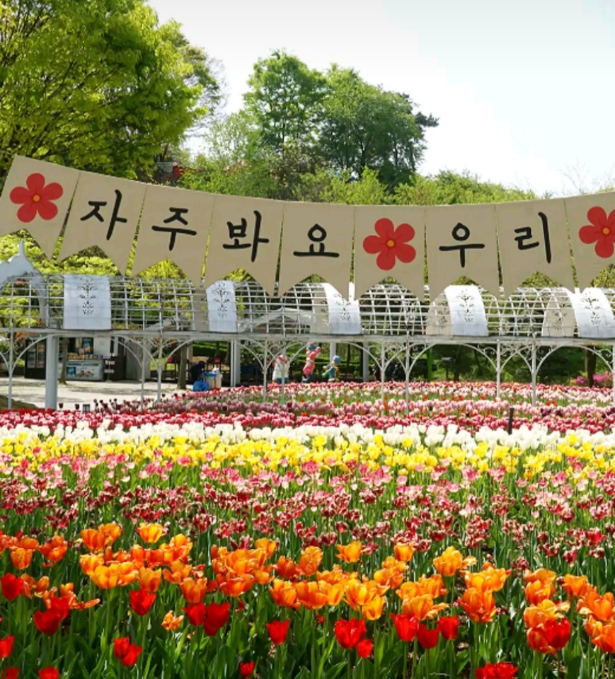 오월드 튤립꽃 화원