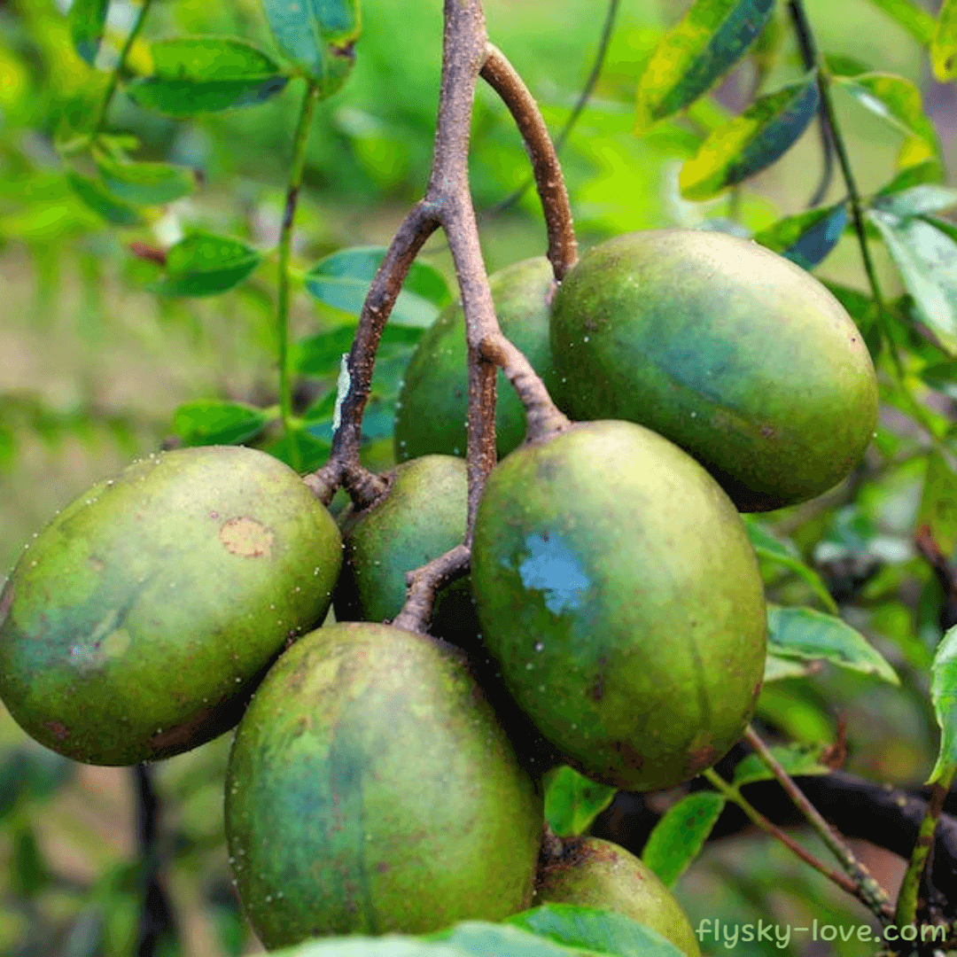 암바렐라 (Ambarella)