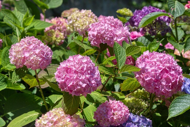 울산 장생포수국축제