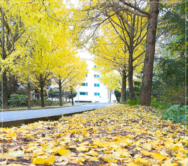 제주 대학교 은행나무길 이미지 / 출처: 제주대학교