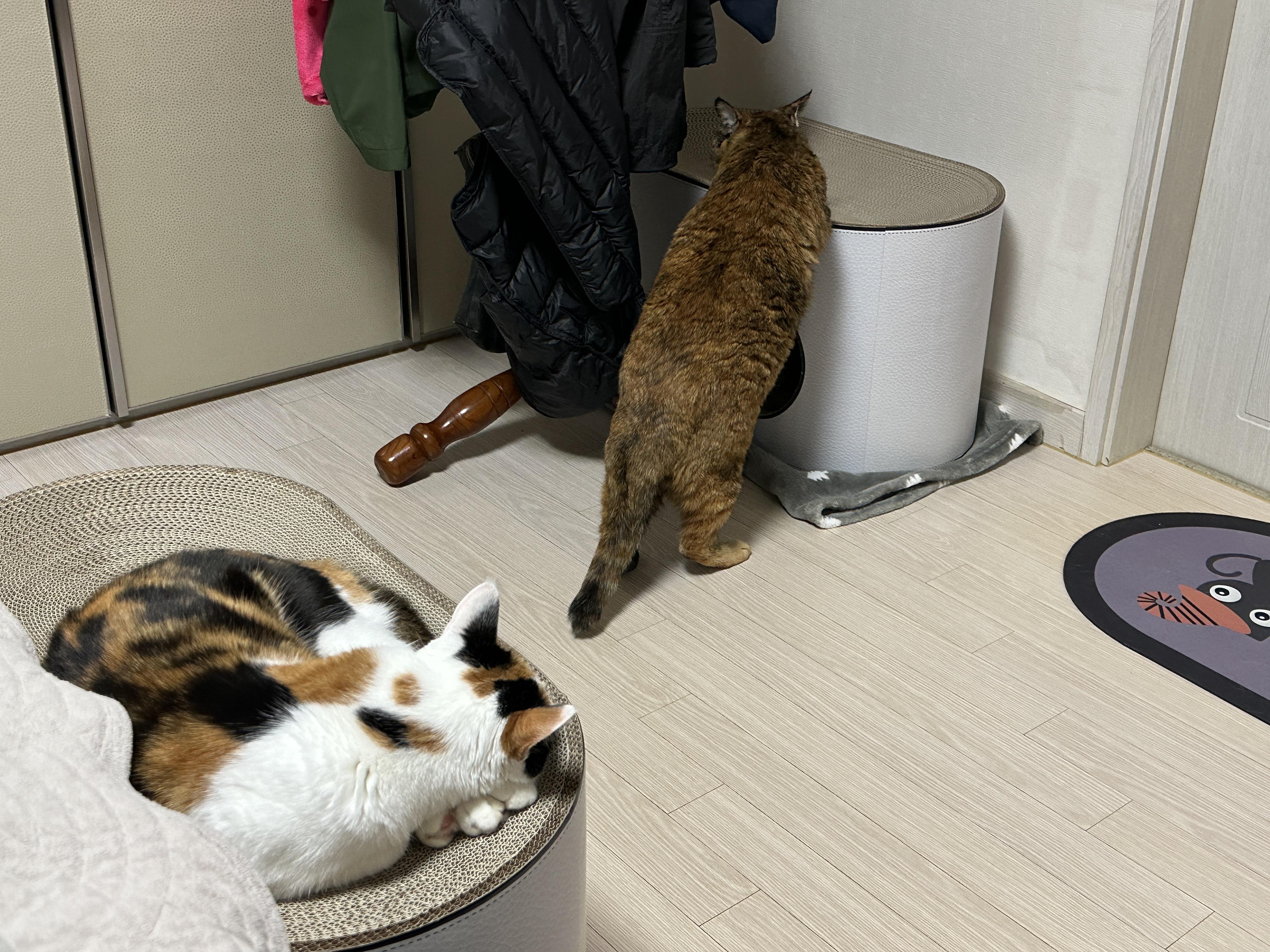 새_스크래쳐_탐색중인_카오스고양이_사랑이와_그걸_지켜보고_있는_삼색이_고양이_요미