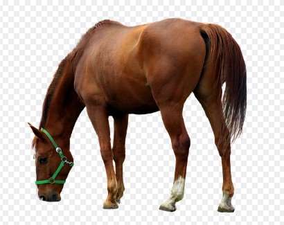 2026 양띠 신년운세 총정리 &amp;#44; 무료운세 사이트