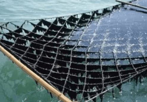 김 양식 방법