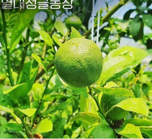 하동-열대과일-농장-박철경-열대정글농장-