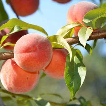 복숭아 나무 한살이 시기_19