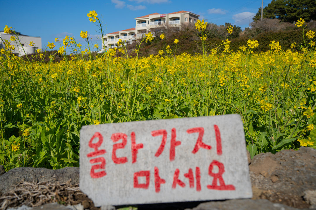 산방산 유채꽃 울타리