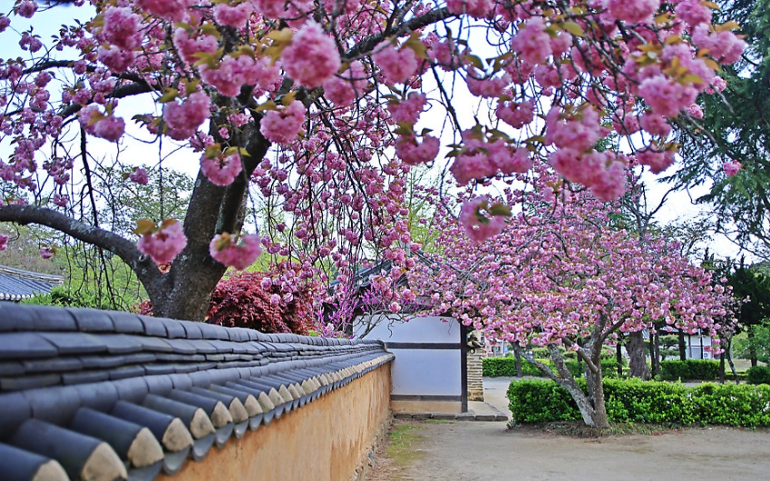 허균허난설헌 기념공원 벚꽃1