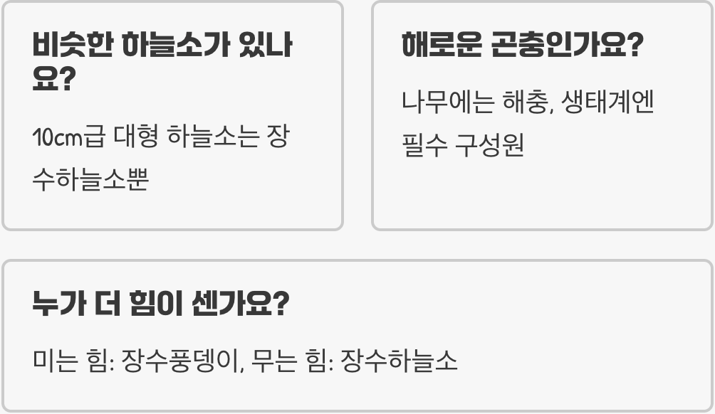 장수풍뎅이인 줄 알았죠? 천연기념물 장수하늘소와 1분 만에 완벽 구분하는 법