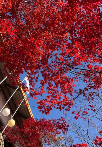 2025 팔공산 단풍 절정 시기 공개! 초보자도 즐기는 가을 등산코스 BEST